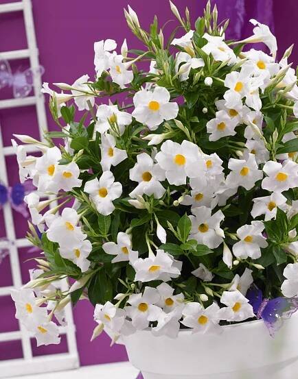 Sundavilla Mandevilla Dipladenia Bílá WHITE – sazenice