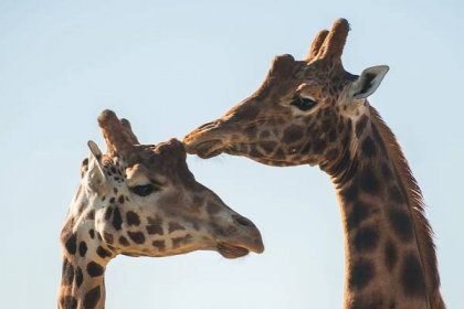 Giraffe Heights enclosure