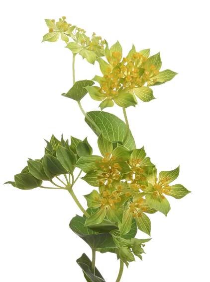 Bupleurum Griffithii