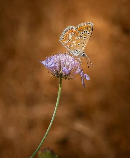 bezplatná Detailní obrázek motýla sedícího na fialovém květu Scabiosa na rozmazaném pozadí. Základová fotografie