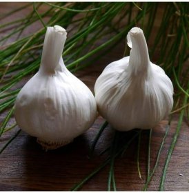 Sadbový česnek Havel - Allium sativum - paličák - 1 balení
