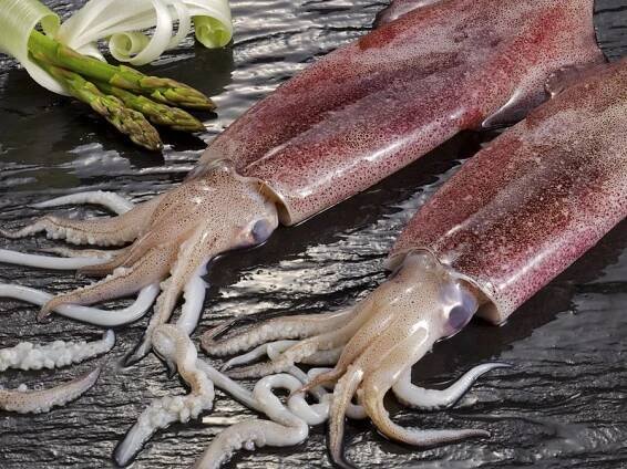 PATAGONIAN SQUID