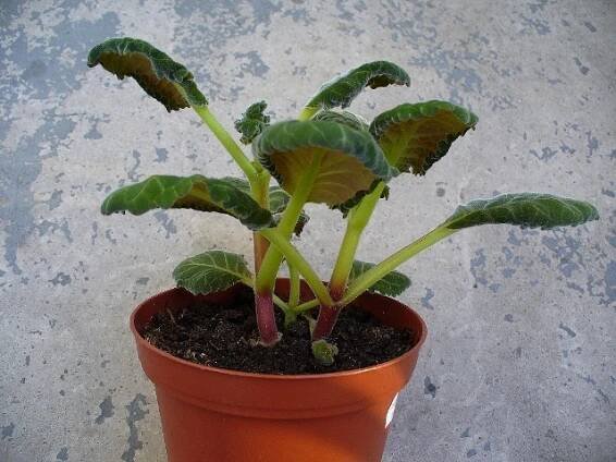 gesneriaceae, podpětovité, saintpaulia, STREPTOCARPUS | pěstování a množení