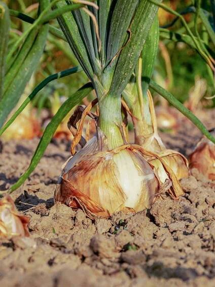 Yellow onions with orange brown skin being grown from the soil.