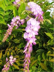 Vistárie - Wisteria flor. ROSEA - lila - Okrasné keře a stromy | Subtropické zahradnictví KRUH