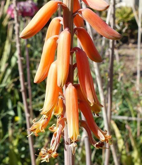 Aloë vera (L.) Burm.f. - Portale della Flora d'Italia / Portal to the Flora of Italy