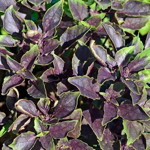 Vibrant purple basil in full bloom Wallpaper
