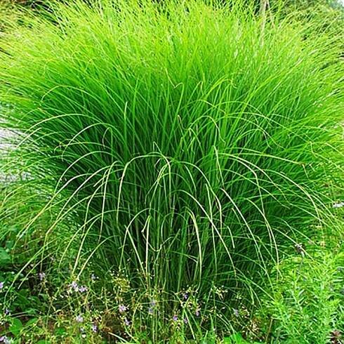 Miscanthus Gracillimus 1 ks trávy okrasná květináč tráva květináč 9