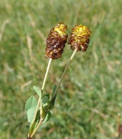 Jetel kaštanový (Trifolium spadiceum)