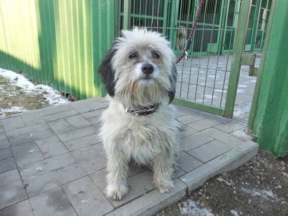Psi k adopci z útulků, azylů a neziskových organizací