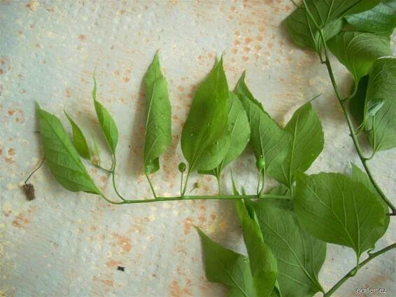 Břestovec západní (Celtis occidentalis), listy