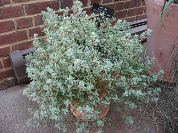 Soubor:Oscularia deltoides.jpg