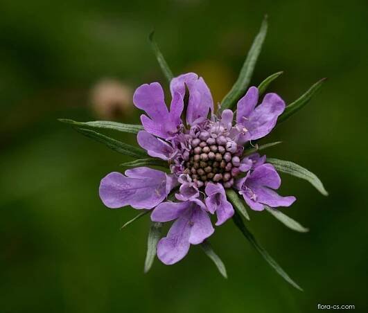 Hlaváč lesklý (Scabiosa lucida)
