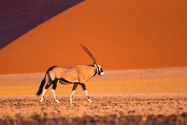 Namibie - NP Namib Naukluft - Oryx v poušti