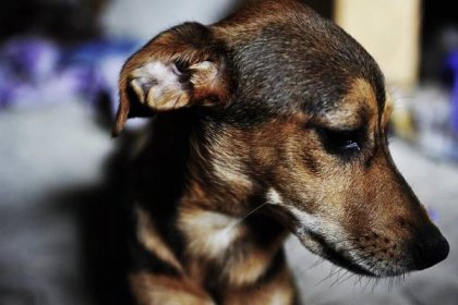 Strašiak majiteľov psa: separačná úzkosť psíka - VášChovateľ.sk