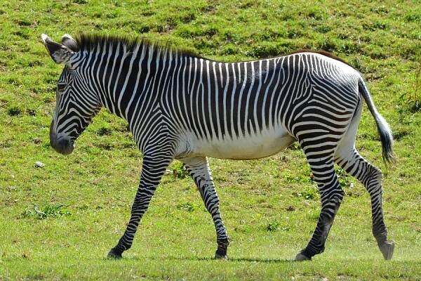 zebra Grévyho / equus grevyi