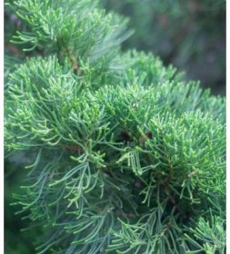 Jalovec čínský - Juniperus chinensis - semena jalovce - 5 ks