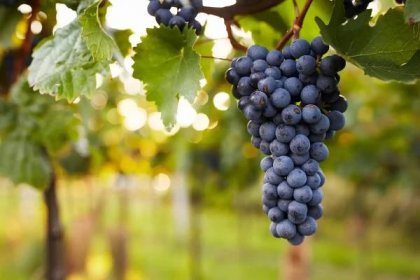 Stock fotografie Větev Červených Vinných Hroznů – stáhnout obrázek nyní - Hrozny - Ovocný plod, Víno - Etanol, Vinice