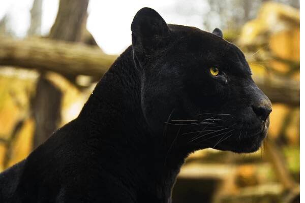 Black Panther Tour - Kabini