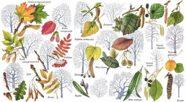 Semena Listnatych Stromu