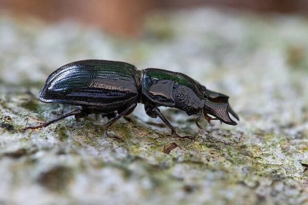 Ceruchus chrysomelinus 