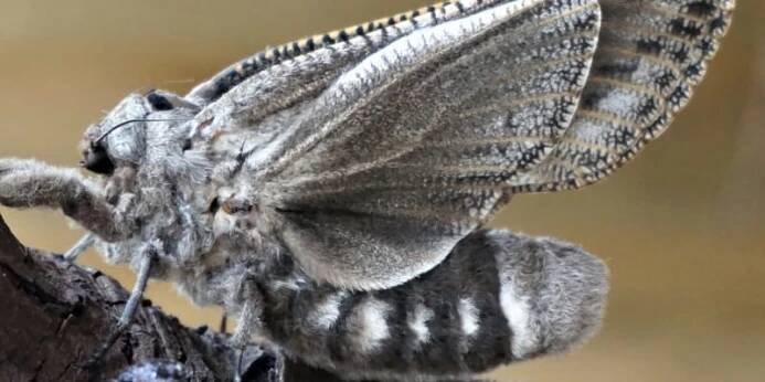 Endoxyla cinereus v celé své obří kráse 