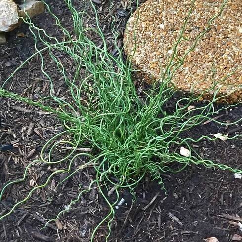 Juncus 'Spiralis' | SlovenskeTrvalky.sk