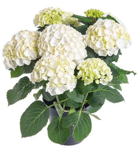 Hortenzie velkolistá, Hydrangea macrophylla, bílá, skladem | ZAZUMi.cz