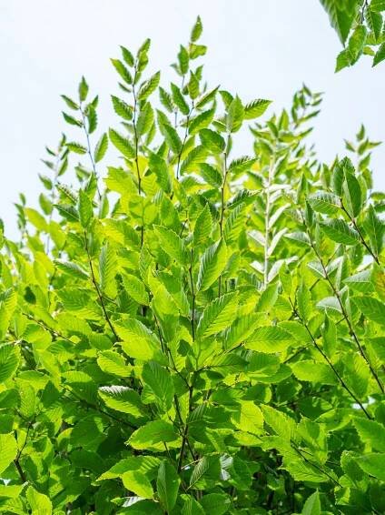 Carpinus betulus 'Fastigiata' | habr obecný 'Fastigiata' - Van den Berk školky