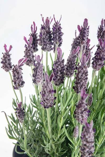 Levandule smilovitá, Lavandula stoechas Anouk, průměr květináče 17 cm-10225