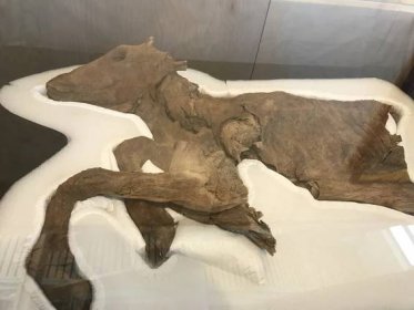 Výjimečný nález z Kanady. Těžaři objevili mumii vlčího mláděte z doby ledové