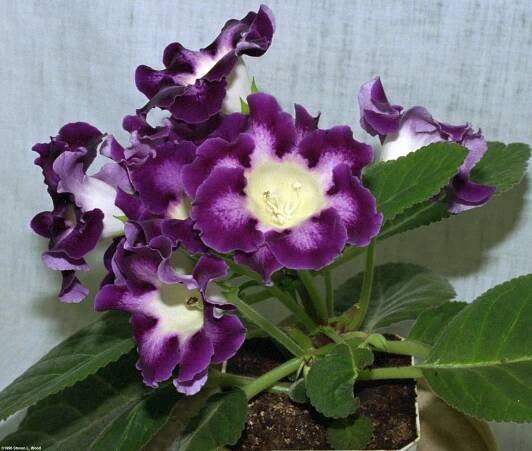 Senior Gardening: Gloxinia Photos