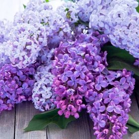 Flowering Garden Plants - Best Flower Images - Lilacs 