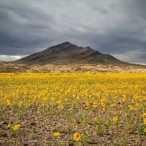 Superbloom Continues, Grows