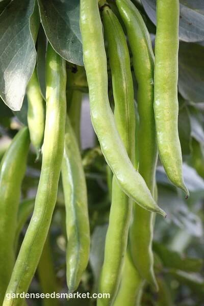 Fava fazole — Stock obrázek
