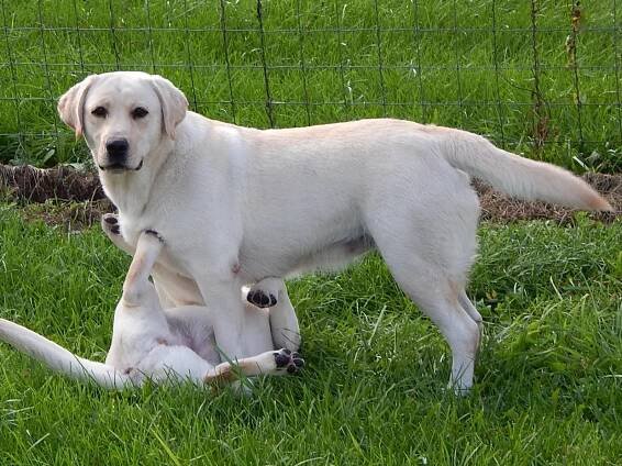 Labrador Retrievers
