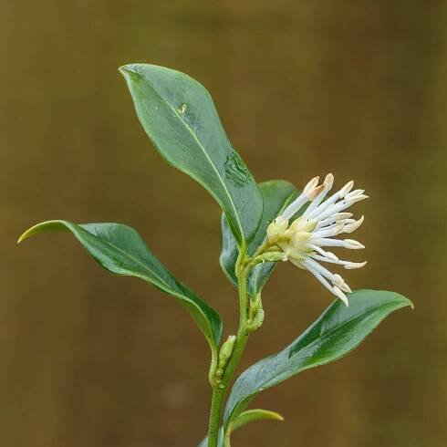 File:Sarcococca Hookeriana 25-01-2020. (d.j.b). 05.jpg - Wikimedia Commons