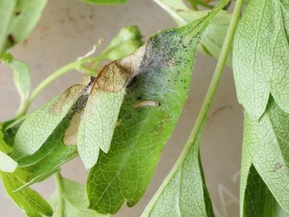 Orchard Ermine (young caterpillar) - Dave Shenton