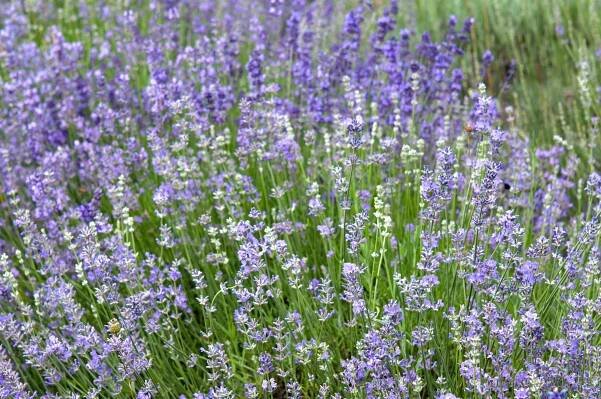 How to Grow Munstead Lavender