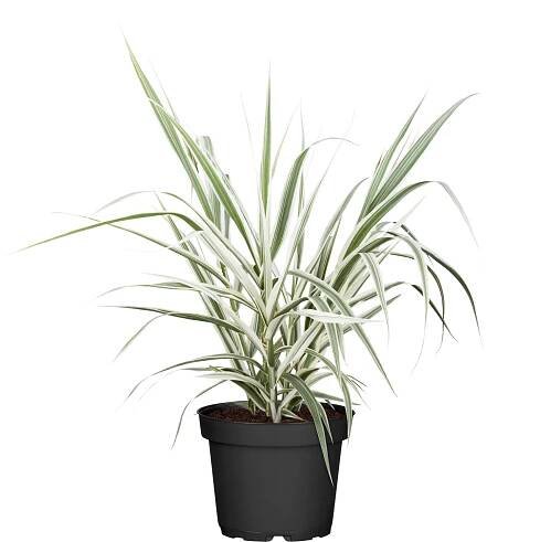 Grow by OBI Trsť rákosovitá "Arundo donax" Variegata, bílá, pr. cca 19 cm nakoupit u OBI