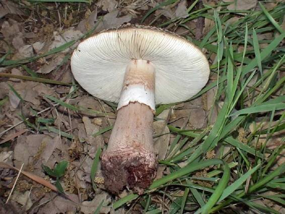 Microfotografía de Amanita rubescens
