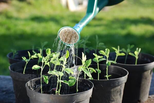 Container Gardening: How to Improve Drainage in Potted Plants