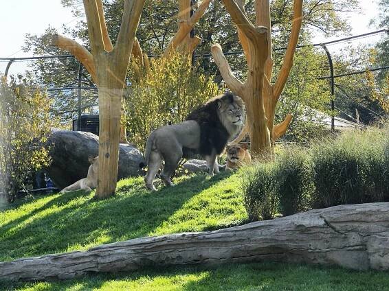 We got to see the new Lincoln Park Zoo lion exhibit early