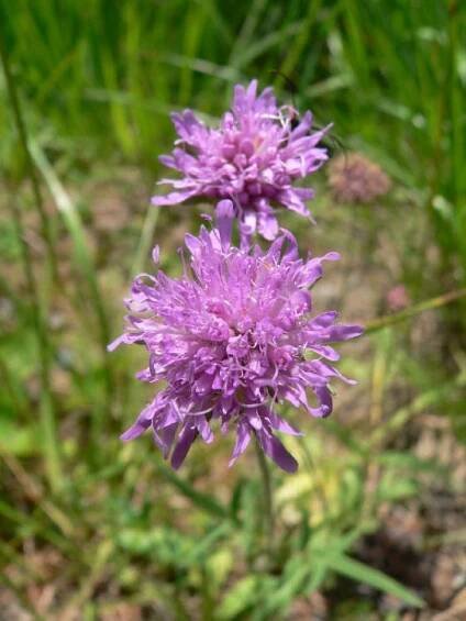 Chrastavec rolní hadcový (Knautia arvensis subsp. serpentinicola), PR Ranská jezírka [HB], 25.6.2008, foto Luděk Čech