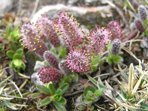 Soubor:Salix alpina1.JPG – Wikipedie