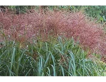 Miscanthus sinensis - Ozdobnice čínská, Varianta 1 ks 3126