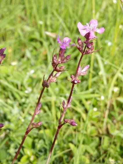Smolnička obecná - Lychnis viscaria