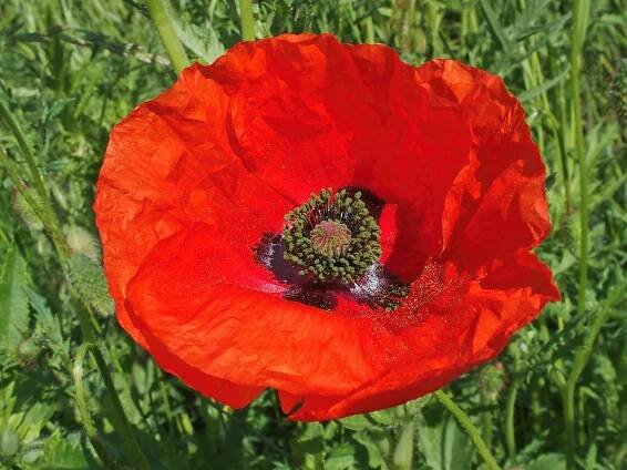 Obrázek - Papaver rhoeas var. rhoeas (mák vlčí pravý) | BioLib.cz