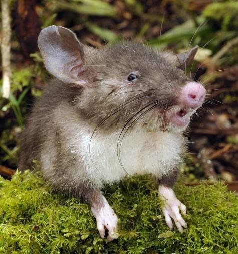 Hyorhinomys stuempkei