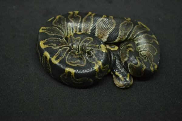 Lesser Pewter